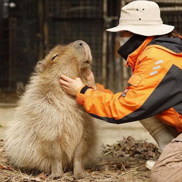 Person in an orange jacket gently holding and petting a relaxed capybara in an outdoor enclosure with natural ground.