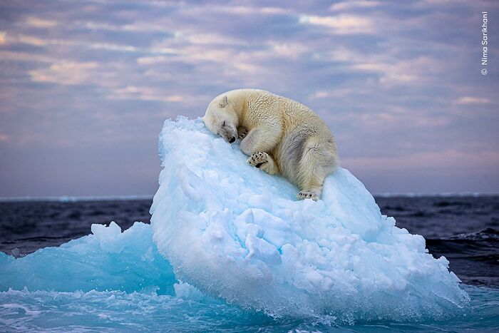 Polar bear resting on an iceberg in the ocean, showcasing stunning wildlife photography from the photographer of the year award.