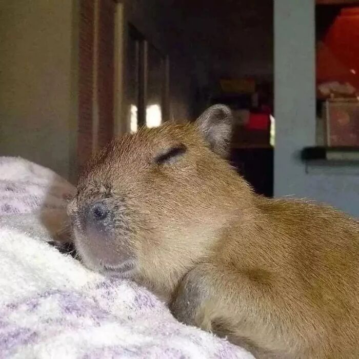 Close-up of an adorable capybara resting peacefully with eyes closed on a soft blanket indoors.