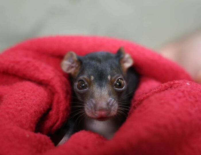 50 Adorable Wildlife Rescue Moments Showing Tiny Animals Safely Resting In Their Caregivers’ Hands