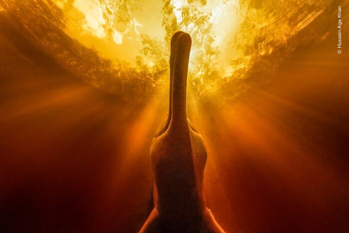 Underwater view of a swimming duck with sunlight streaming through water, a stunning wildlife photographer moment.