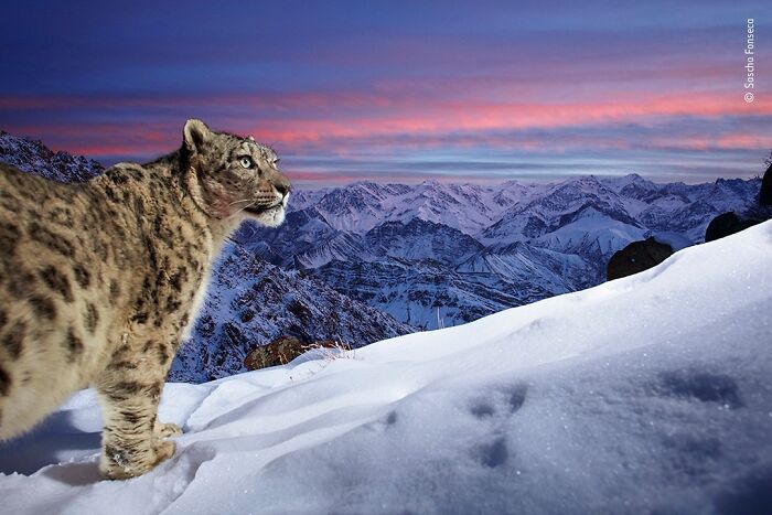 Snow leopard in a snowy mountain landscape at sunset, captured by Wildlife Photographer Of The Year People’s Choice Award.