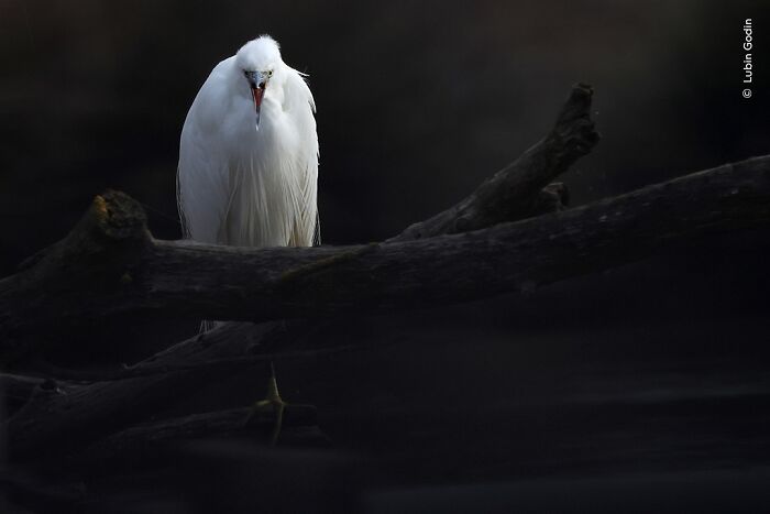 White bird perched on a dark branch in a low-light setting, showcasing stunning wildlife photography from award-winning collection.