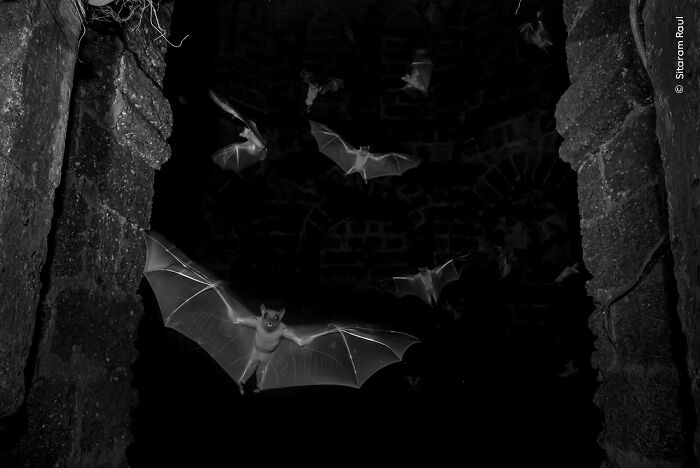 Bats flying inside a dark cave captured in a stunning wildlife photographer of the year people’s choice award image.