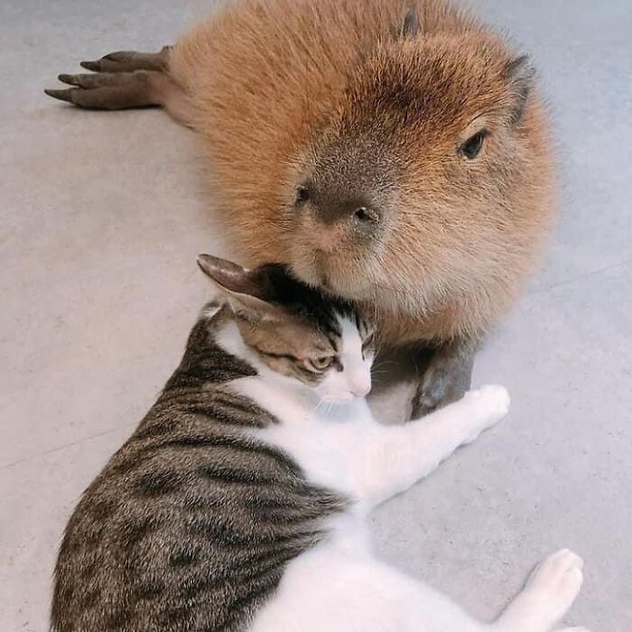A cute capybara lying on the floor closely cuddling with a relaxed gray and white cat indoors.