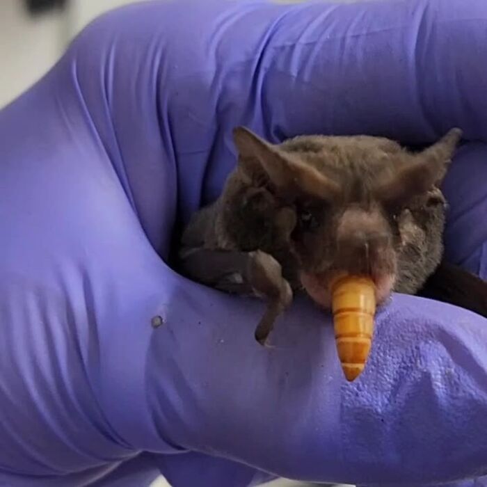 These Adorable And Incredible Bat Photos From Bat World Sanctuary Will Change The Way You See Bats (38 Pics)