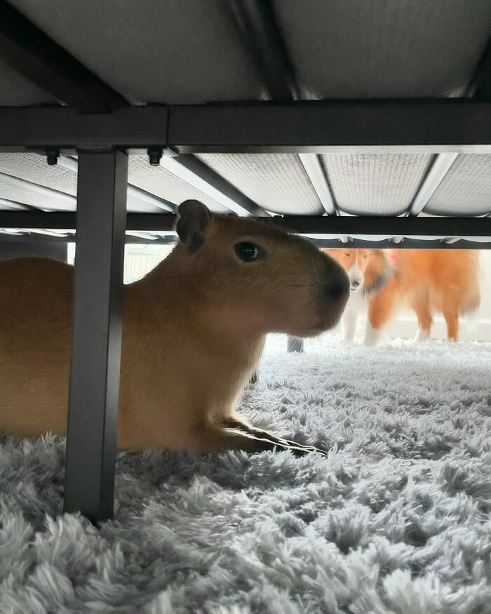 Capybara resting under a bed on a soft carpet with a dog standing in the background in a cozy indoor setting