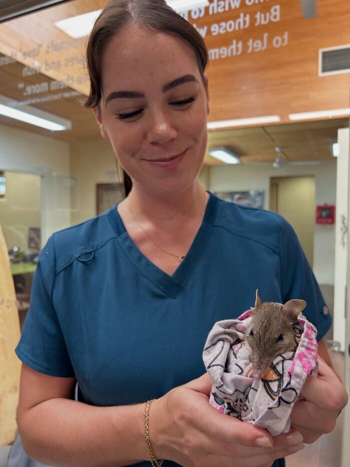 50 Adorable Wildlife Rescue Moments Showing Tiny Animals Safely Resting In Their Caregivers’ Hands
