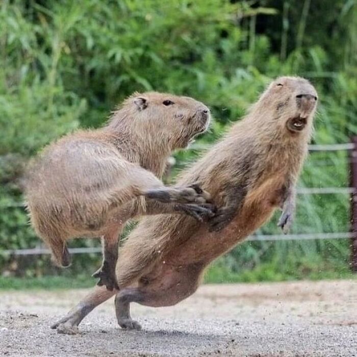 Two adorable capybaras playfully interacting outdoors with green foliage in the background in a lively moment.