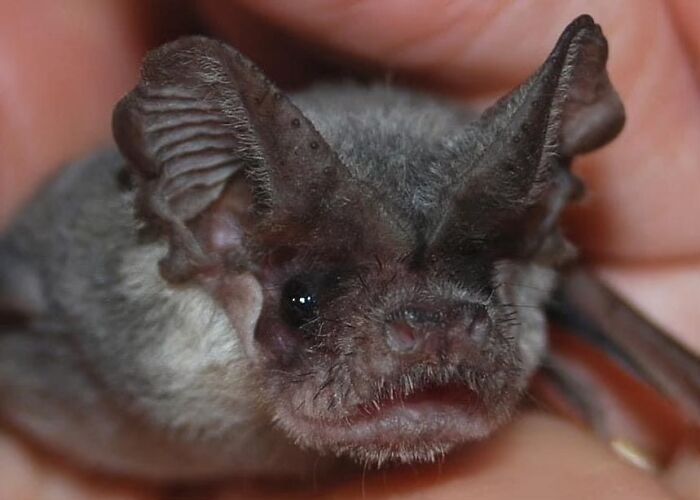 These Adorable And Incredible Bat Photos From Bat World Sanctuary Will Change The Way You See Bats (38 Pics)