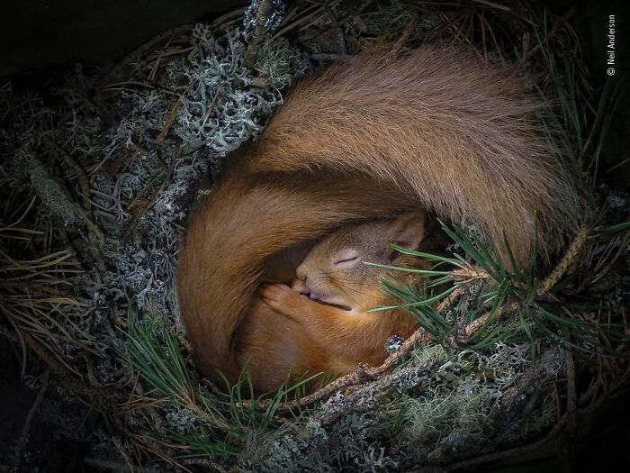 Sleeping red squirrel curled up in a nest surrounded by moss and pine needles, wildlife photographer of the year photo.