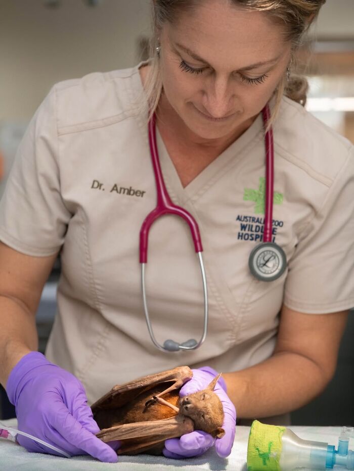 50 Adorable Wildlife Rescue Moments Showing Tiny Animals Safely Resting In Their Caregivers’ Hands