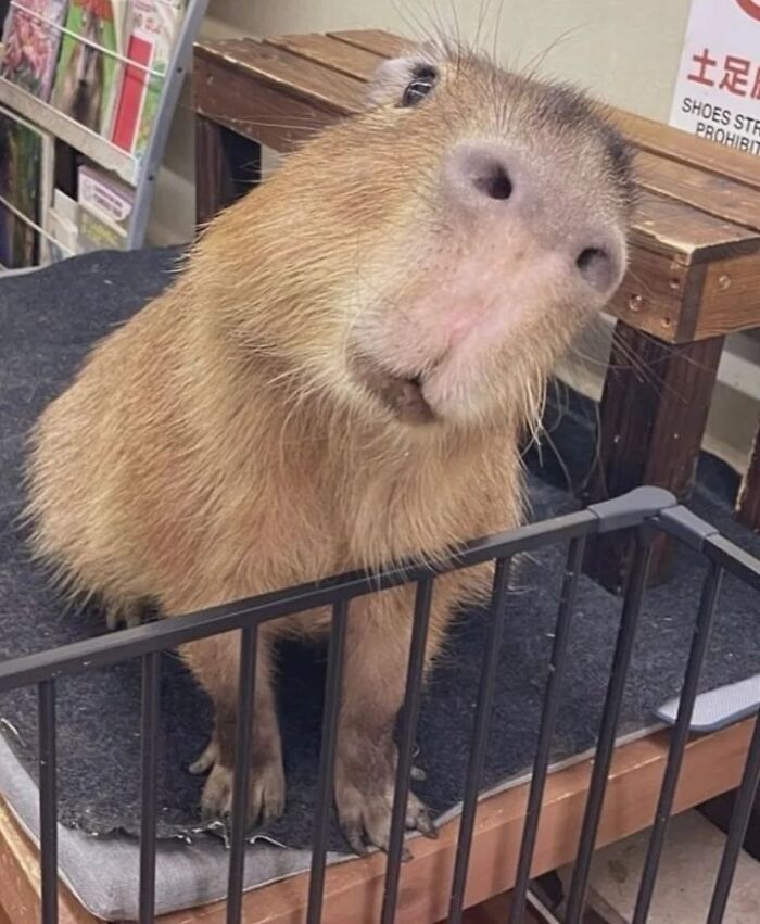 Close-up of an adorable capybara with light brown fur standing behind a black metal fence on a cushioned surface indoors.