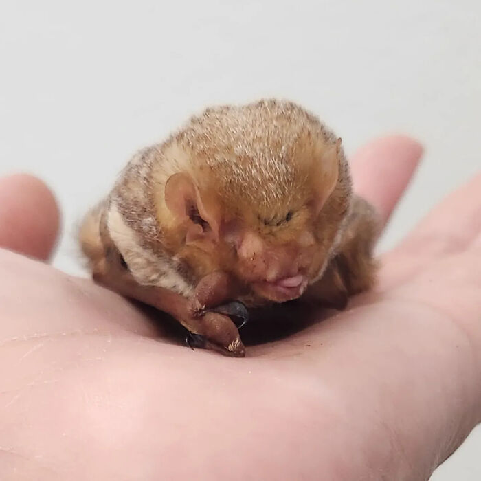 These Adorable And Incredible Bat Photos From Bat World Sanctuary Will Change The Way You See Bats (38 Pics)