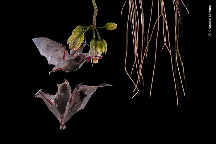 Two bats flying near hanging flowers captured in a stunning wildlife photographer of the year entry.