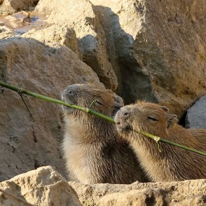 Two adorable capybaras sharing a long green stem, surrounded by rocky terrain in natural light.