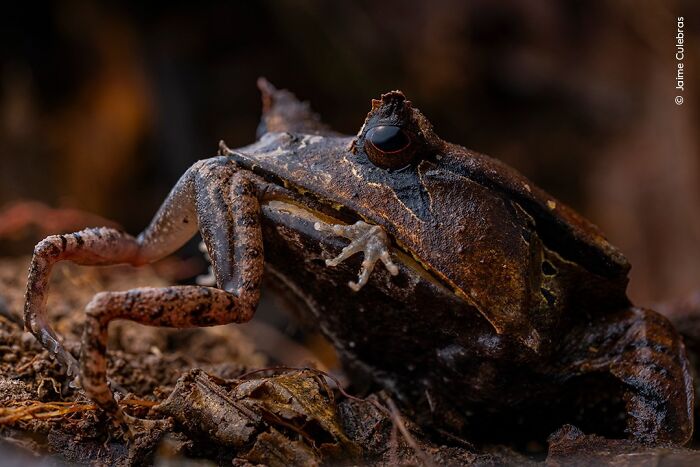 Close-up of a camouflaged frog on forest floor captured in stunning wildlife photographer of the year entry.