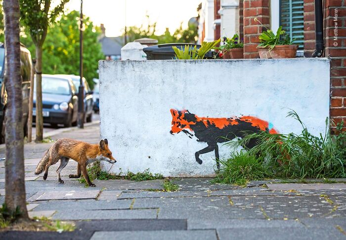Fox cautiously walking near a colorful fox mural on an urban sidewalk, highlighting wildlife photographer’s stunning capture.