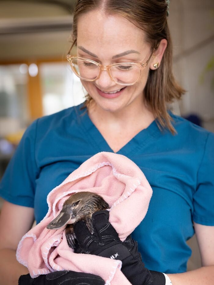 50 Adorable Wildlife Rescue Moments Showing Tiny Animals Safely Resting In Their Caregivers’ Hands