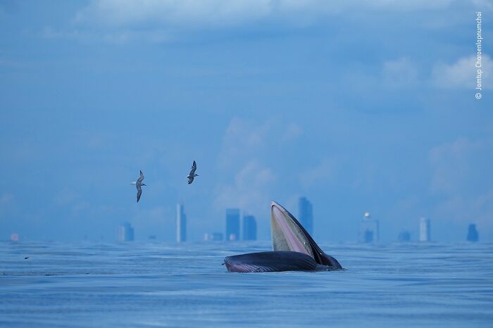 Whale surfacing with open mouth near flying seabirds, captured in a stunning wildlife photographer of the year photo.