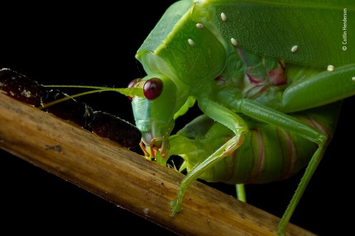 Close-up of a green insect on a branch showcasing stunning wildlife photography from the photographer of the year award.
