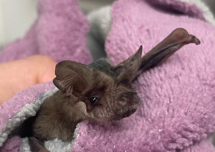 These Adorable And Incredible Bat Photos From Bat World Sanctuary Will Change The Way You See Bats (38 Pics)