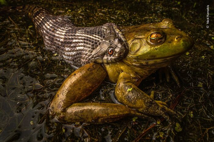 Snake coiled around a frog in a murky habitat, captured in a stunning wildlife photographer of the year photo.