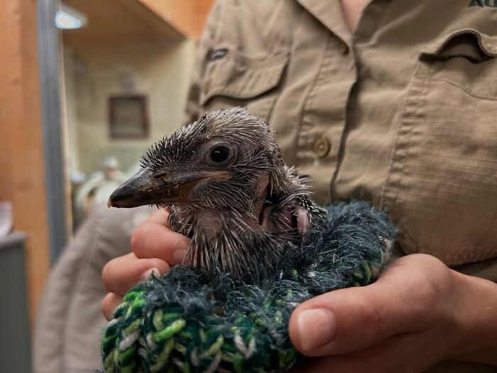 50 Adorable Wildlife Rescue Moments Showing Tiny Animals Safely Resting In Their Caregivers’ Hands