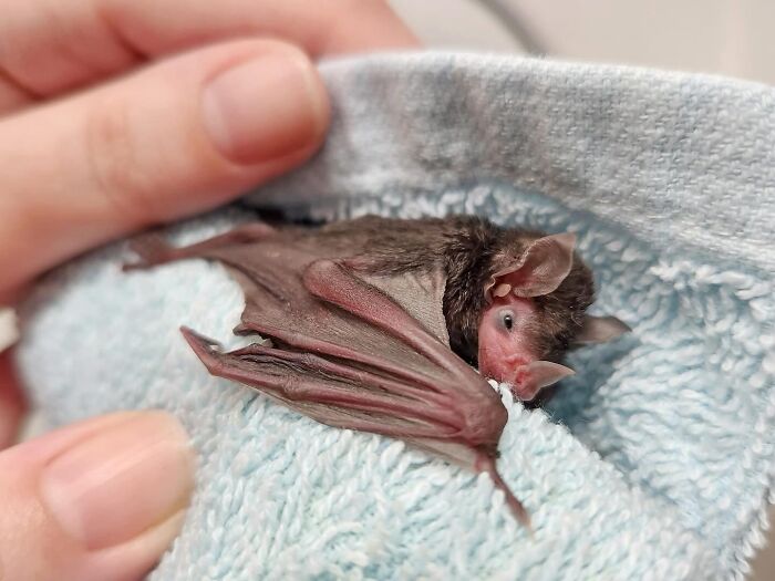 These Adorable And Incredible Bat Photos From Bat World Sanctuary Will Change The Way You See Bats (38 Pics)