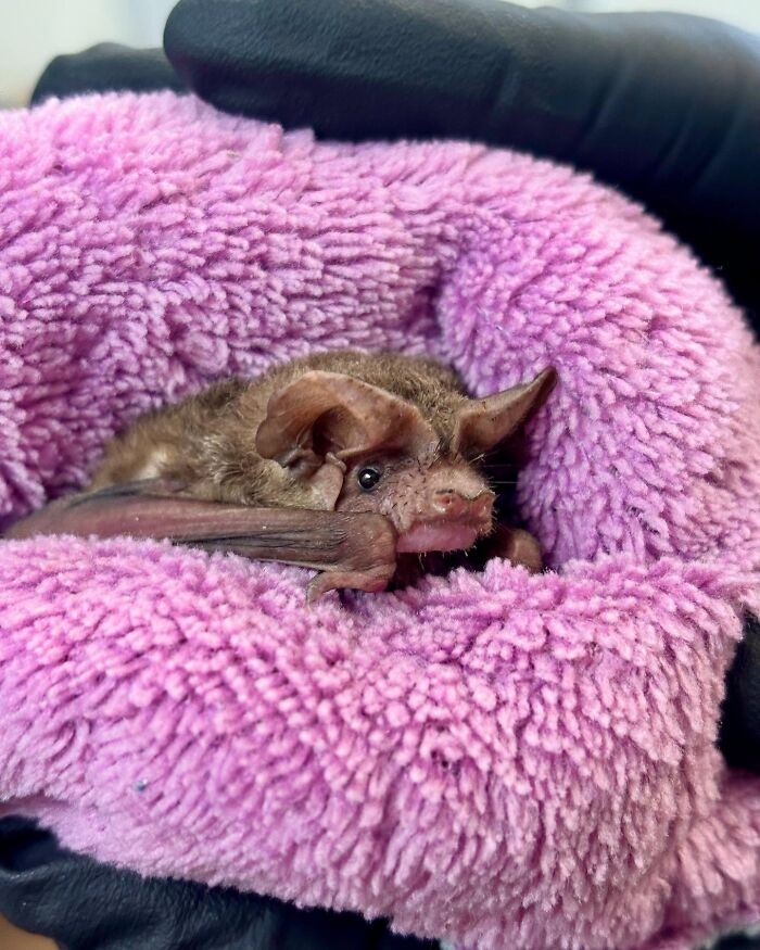 These Adorable And Incredible Bat Photos From Bat World Sanctuary Will Change The Way You See Bats (38 Pics)