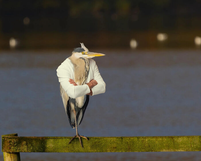 Heron with human arms crossed wearing a white shirt, humorously representing weirdest subreddits with unusual content.