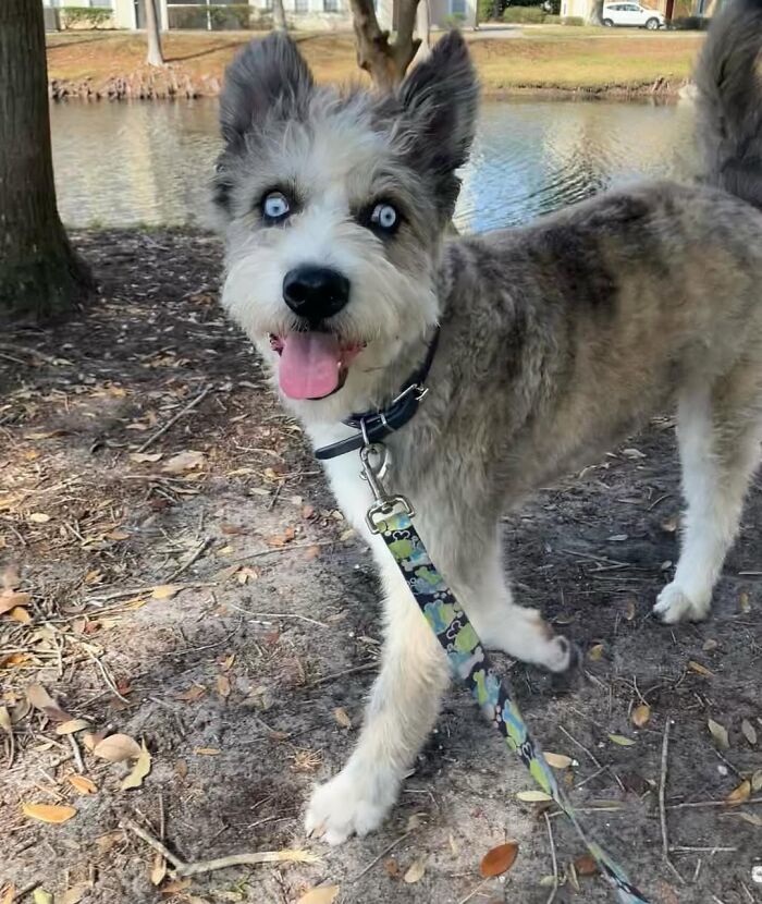 Special Needs Dog Einstein Was Given A Chance, And He’s Thriving Now Special Needs Dog Einstein Was Given A Chance, And He’s Thriving Now