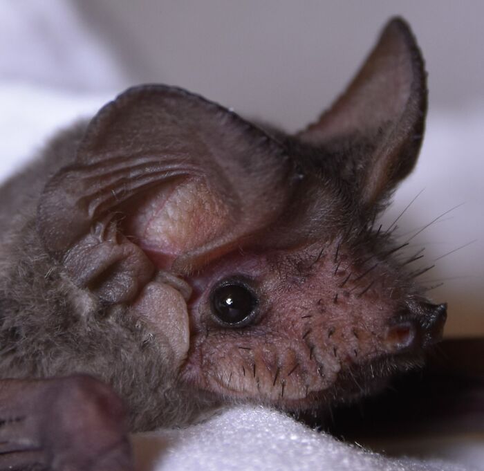 These Adorable And Incredible Bat Photos From Bat World Sanctuary Will Change The Way You See Bats (38 Pics)