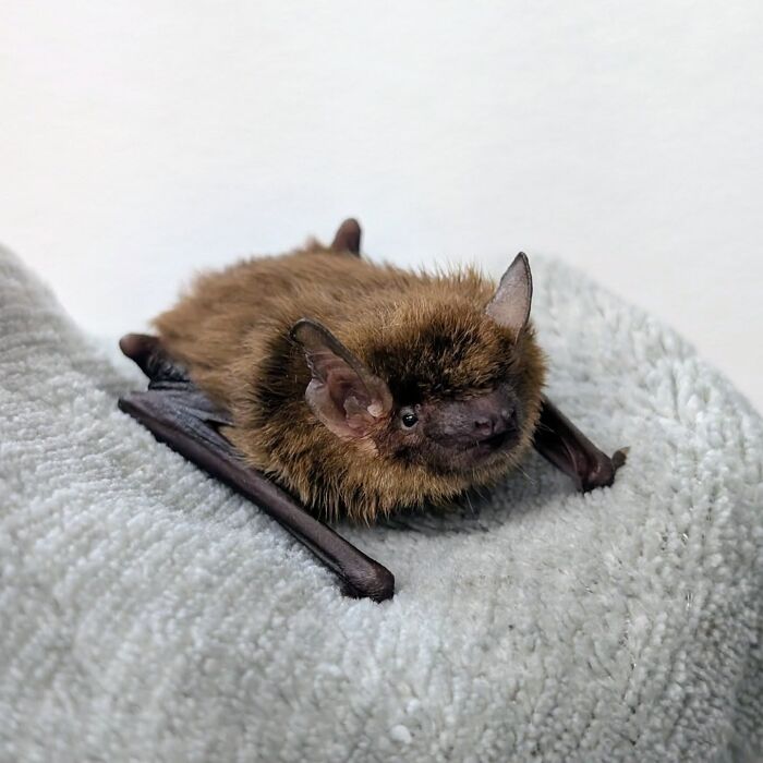 These Adorable And Incredible Bat Photos From Bat World Sanctuary Will Change The Way You See Bats (38 Pics)