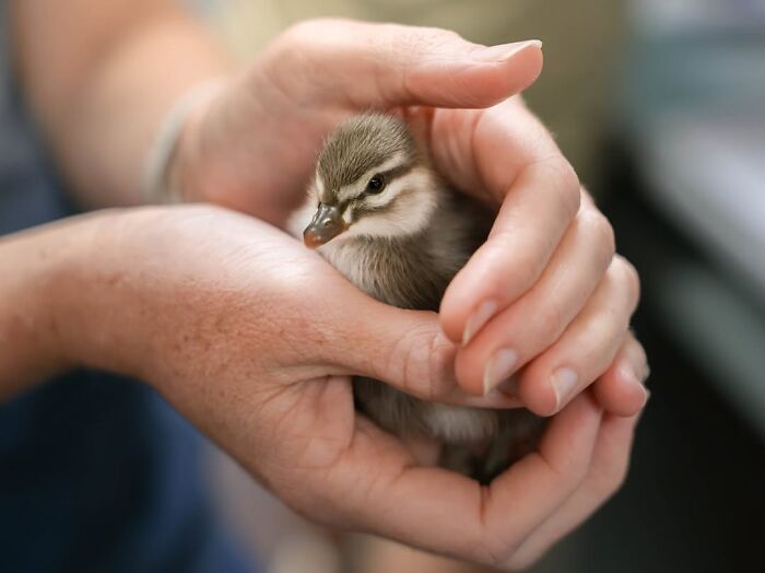 50 Adorable Wildlife Rescue Moments Showing Tiny Animals Safely Resting In Their Caregivers’ Hands