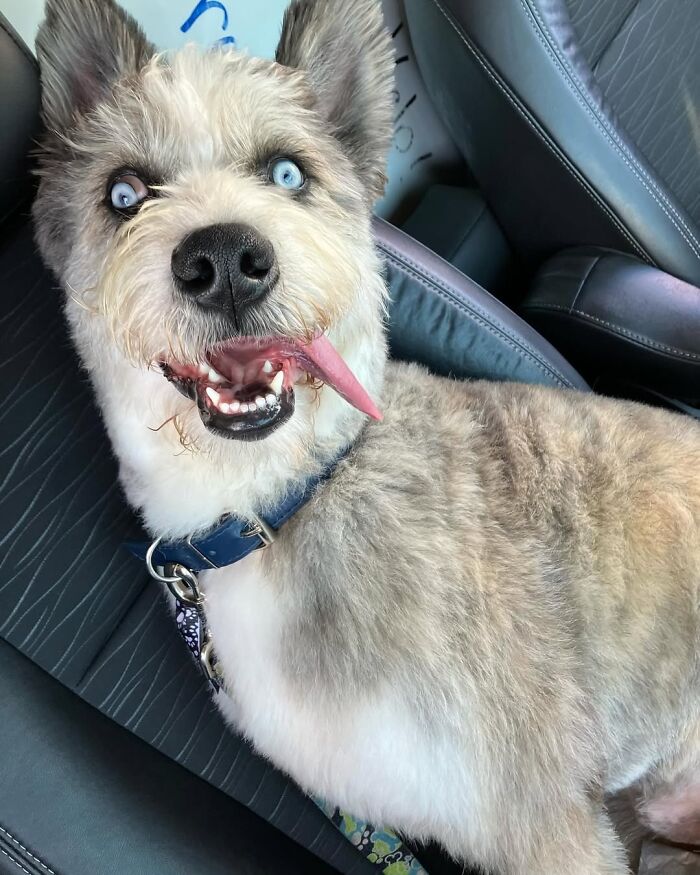 Special Needs Dog Einstein Was Given A Chance, And He’s Thriving Now Special Needs Dog Einstein Was Given A Chance, And He’s Thriving Now