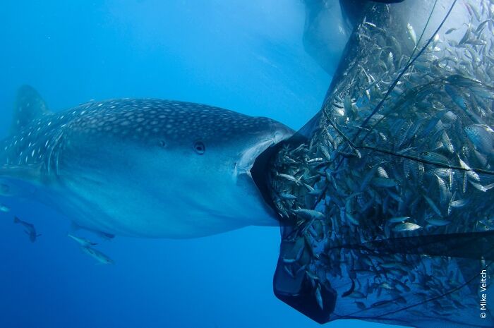 Whale shark feeding on a large school of fish, captured in a stunning wildlife photographer of the year award-winning image.
