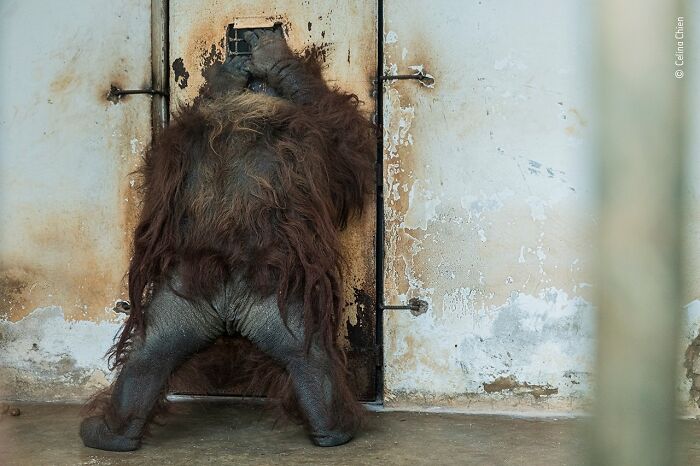 Young orangutan with shaggy fur reaching up to a rusted door inside a weathered enclosure, wildlife photographer award photo.