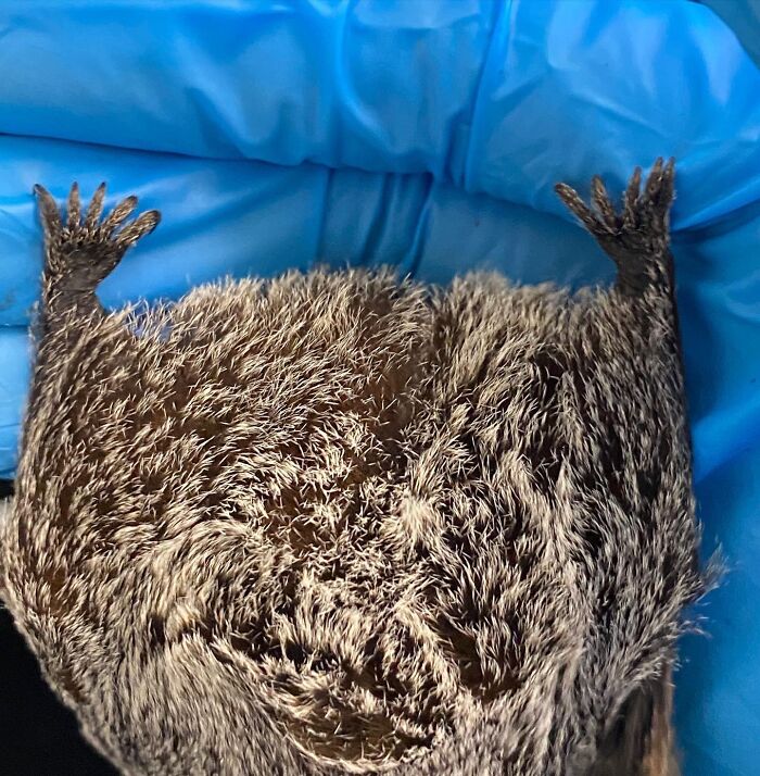 These Adorable And Incredible Bat Photos From Bat World Sanctuary Will Change The Way You See Bats (38 Pics)