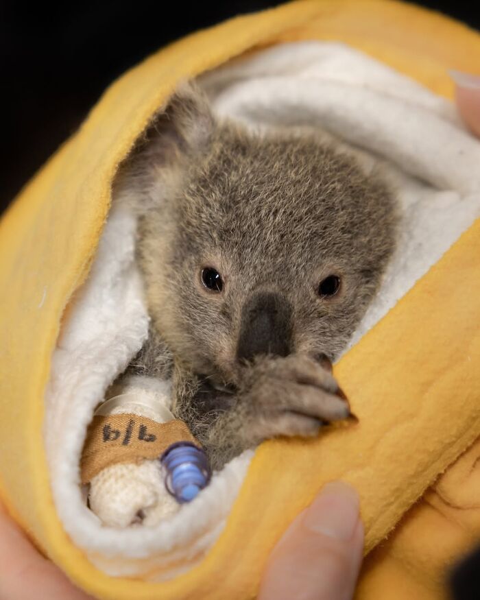 50 Adorable Wildlife Rescue Moments Showing Tiny Animals Safely Resting In Their Caregivers’ Hands