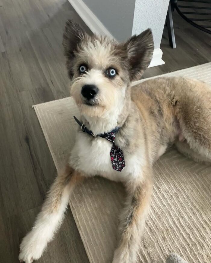 Special Needs Dog Einstein Was Given A Chance, And He’s Thriving Now Special Needs Dog Einstein Was Given A Chance, And He’s Thriving Now