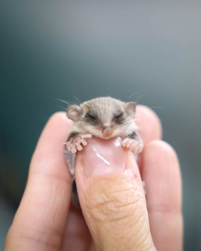 50 Adorable Wildlife Rescue Moments Showing Tiny Animals Safely Resting In Their Caregivers’ Hands