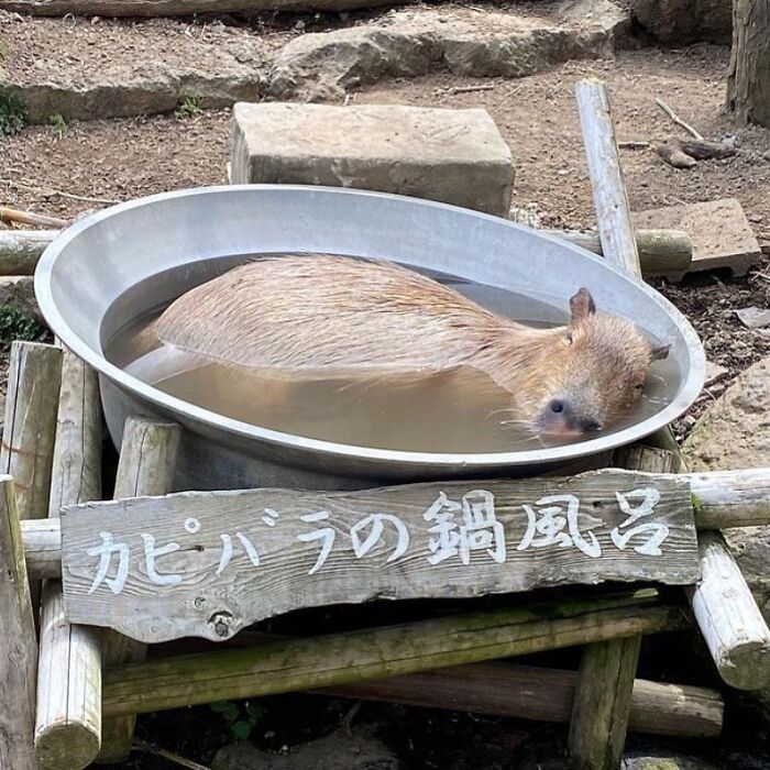 Capybara relaxing in a round metal basin filled with water, showcasing adorable capybara photos.