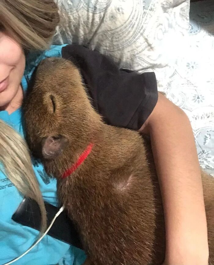 Capybara resting peacefully on a person's chest, showing adorable and calm behavior in a cozy indoor setting.