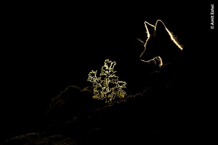 Silhouetted wild fox illuminated by backlight near a glowing plant in a dramatic wildlife photographer of the year shot.