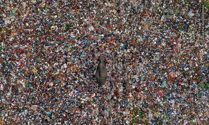 Aerial view of an elephant standing in a vast area covered with colorful plastic waste wildlife photographer award.