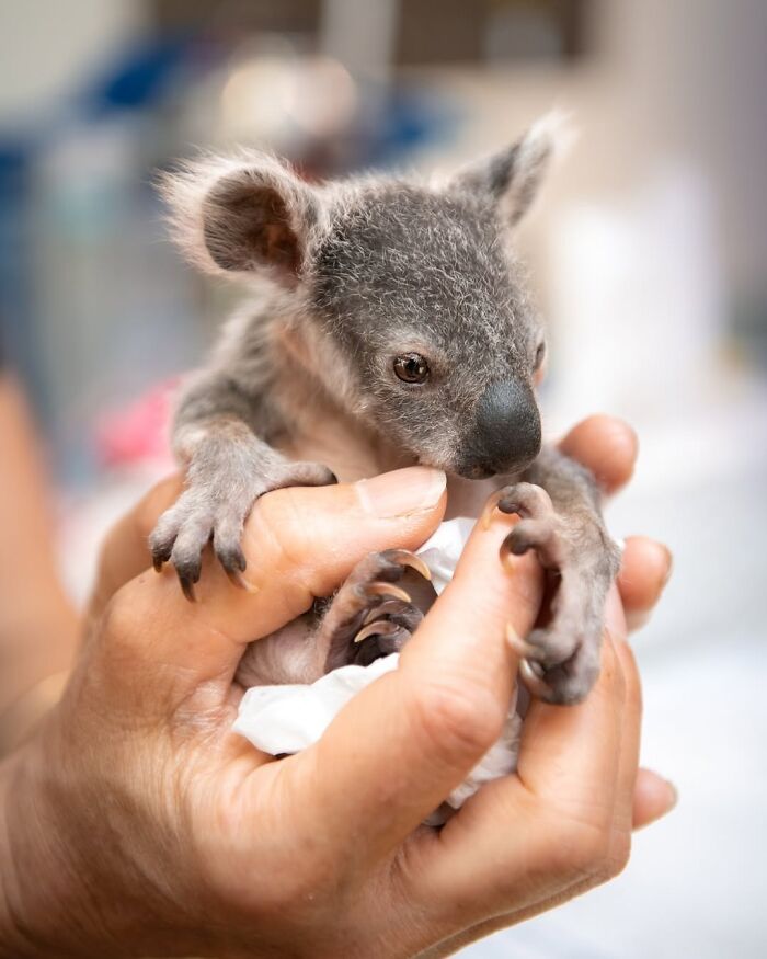 50 Adorable Wildlife Rescue Moments Showing Tiny Animals Safely Resting In Their Caregivers’ Hands