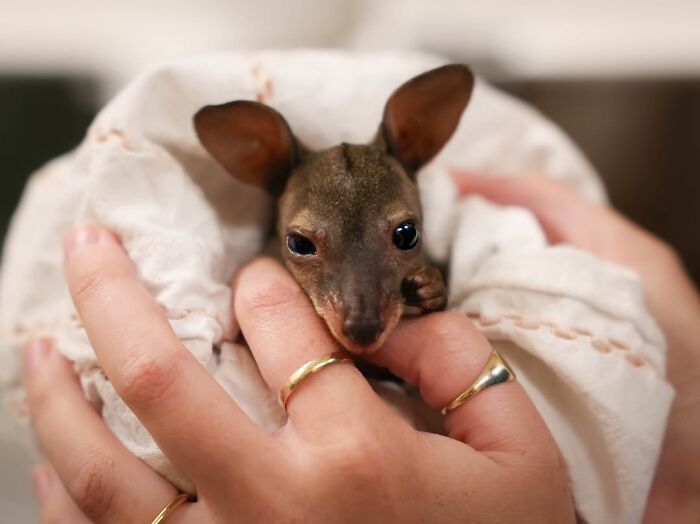 50 Adorable Wildlife Rescue Moments Showing Tiny Animals Safely Resting In Their Caregivers’ Hands