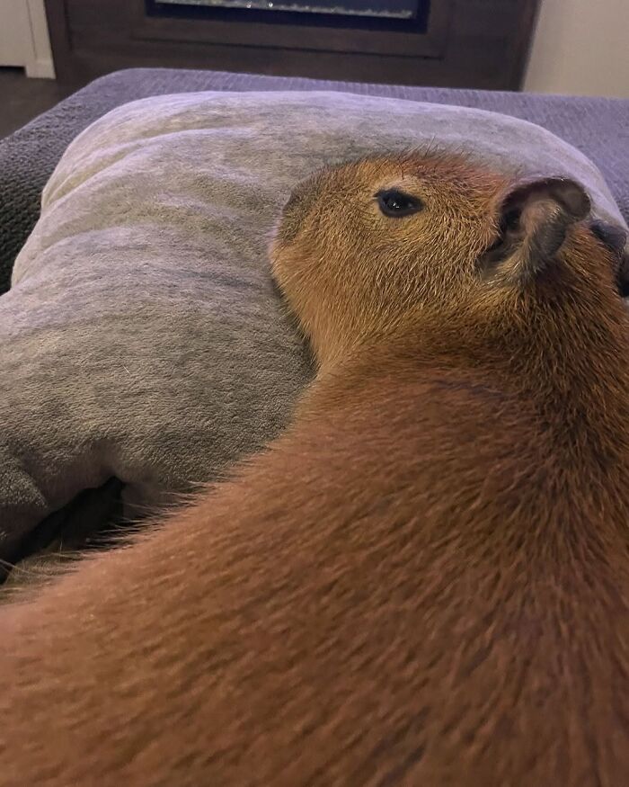 Capybara resting its head on a soft gray pillow, showcasing adorable fur and calm relaxed expression indoors.