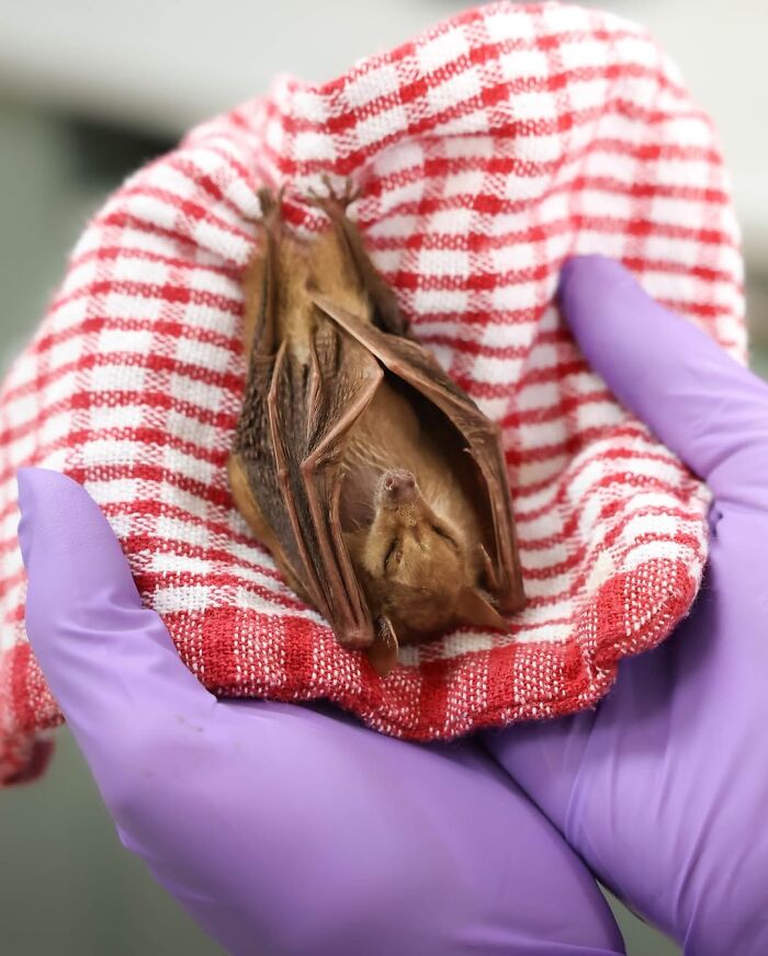 50 Adorable Wildlife Rescue Moments Showing Tiny Animals Safely Resting In Their Caregivers’ Hands
